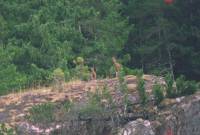 26AUG99_Deer <?xml version=
