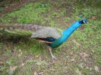 08FEB03_01peacock 
