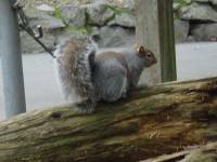 08FEB03_02squirrel 