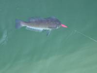 13JUN02_james_island_fish