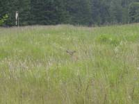 17JUN02_stuart_island_deer <?xml version=