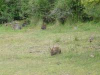 18JUN02_spencer_spit_rabbits <?xml version=