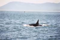 21JUN02_2underway_orca2