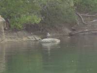 24JUN02_echo_bay_blueherron <?xml version=